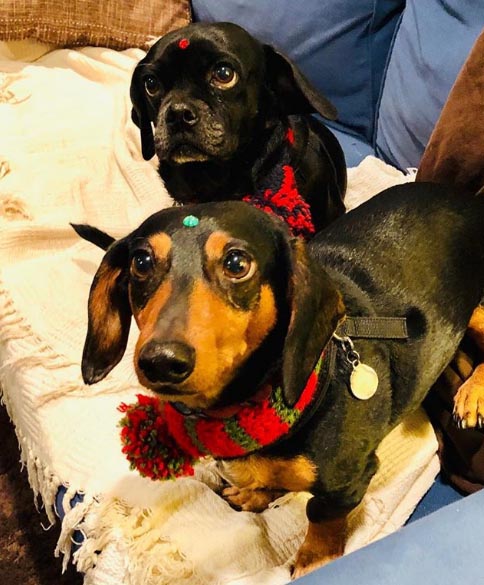 Liz taking a picture of her pets for Instagram post.